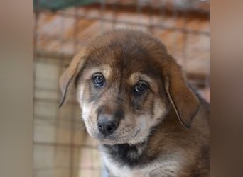 Brownie - ich bin einfach zum anknabbern!