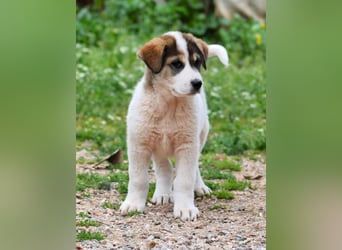 Mika - auf mich hast Du doch gewartet!?