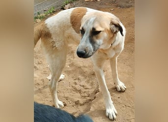 Kimberley - menschenverliebt und sehr ausgeglichen