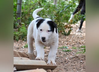 Panda - wo darf ich einziehen?