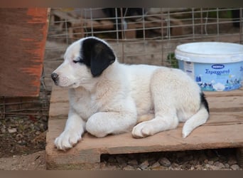 Panda - wo darf ich einziehen?