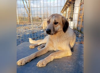 Kimberley - menschenverliebt und sehr ausgeglichen