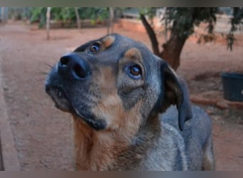 Alf - sanfter, lernwilliger Angsthase XXL