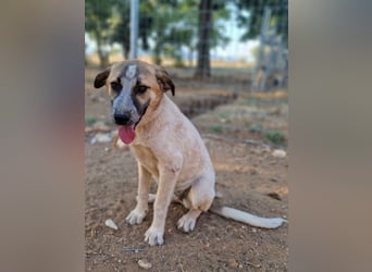 Kimberley - menschenverliebt und sehr ausgeglichen