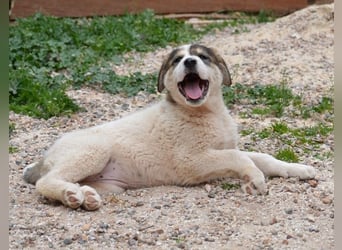 Mika - auf mich hast Du doch gewartet!?