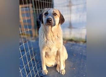 Kimberley - menschenverliebt und sehr ausgeglichen
