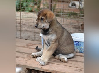 Brownie - ich bin einfach zum anknabbern!