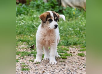 Mika - auf mich hast Du doch gewartet!?