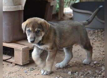Brownie - ich bin einfach zum anknabbern!