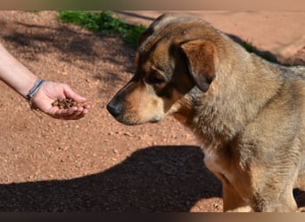 Alf - sanfter, lernwilliger Angsthase XXL