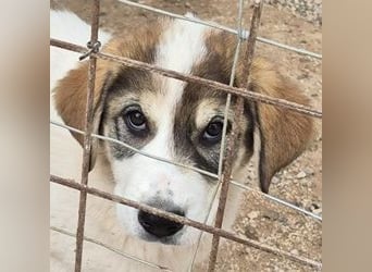 Mika - auf mich hast Du doch gewartet!?