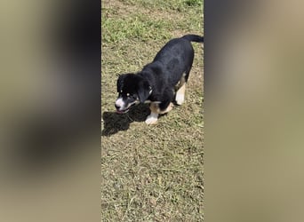 Lucky Luke - wo mag mein Weg mich hinführen? Zu Dir?