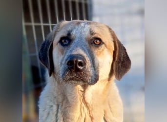 Kimberley - menschenverliebt und sehr ausgeglichen