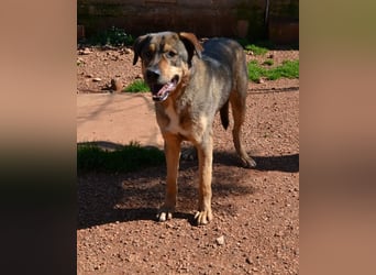 Alf - sanfter, lernwilliger Angsthase XXL