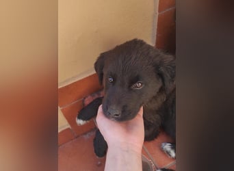 Pepper - süße, mutige Pepper