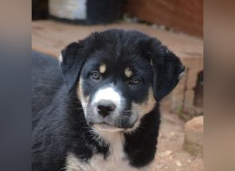 Lucky Luke - wo mag mein Weg mich hinführen? Zu Dir?