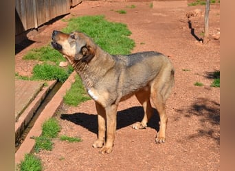 Alf - sanfter, lernwilliger Angsthase XXL