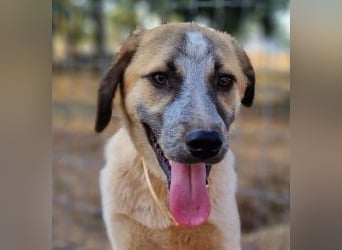 Kimberley - menschenverliebt und sehr ausgeglichen