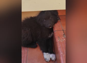 Mint - vom ängstlichen Fundhund zum zauberhaften Begleiter