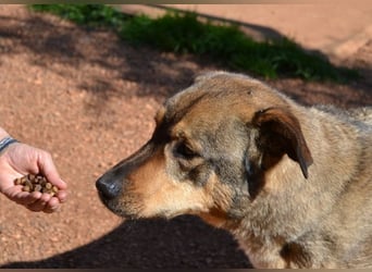 Alf - sanfter, lernwilliger Angsthase XXL