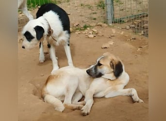 Kimberley - menschenverliebt und sehr ausgeglichen