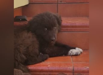 Mint - vom ängstlichen Fundhund zum zauberhaften Begleiter