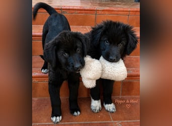 Pepper - süße, mutige Pepper