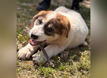 Mika - auf mich hast Du doch gewartet!?