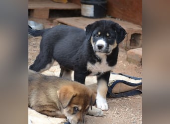 Lucky Luke - wo mag mein Weg mich hinführen? Zu Dir?