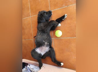 Pepper - süße, mutige Pepper