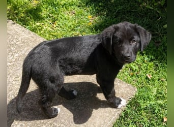 Pepper - süße, mutige Pepper