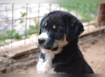 Lucky Luke - wo mag mein Weg mich hinführen? Zu Dir?