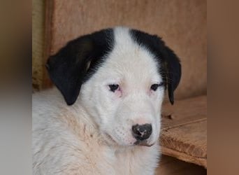 Panda - wo darf ich einziehen?