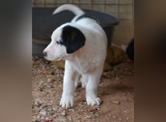 Panda - wo darf ich einziehen?