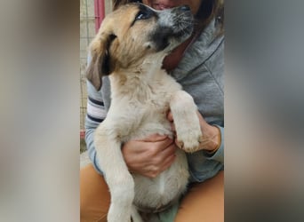 Kimberley - menschenverliebt und sehr ausgeglichen