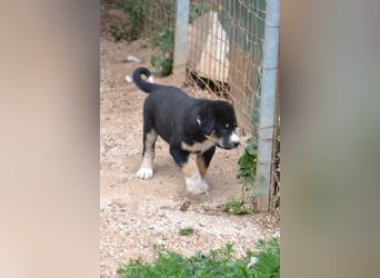 Lucky Luke - wo mag mein Weg mich hinführen? Zu Dir?