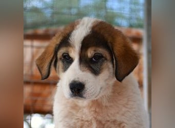 Mika - auf mich hast Du doch gewartet!?