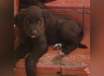 Pepper - süße, mutige Pepper