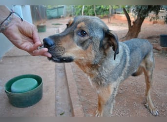 Alf - sanfter, lernwilliger Angsthase XXL