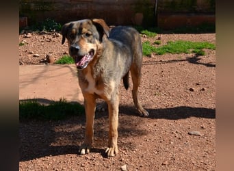 Alf - sanfter, lernwilliger Angsthase XXL