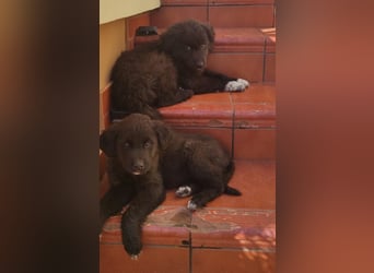 Mint - vom ängstlichen Fundhund zum zauberhaften Begleiter