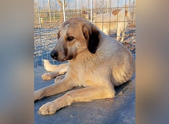 Kimberley - menschenverliebt und sehr ausgeglichen