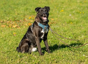Schmusebär Oreo sucht seine Familie