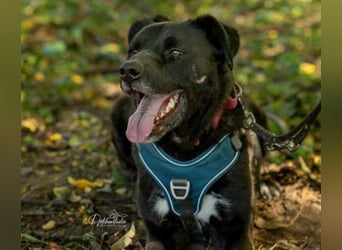 Schmusebär Oreo sucht seine Familie