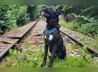 liebenswerter Oreo sucht klare Menschen