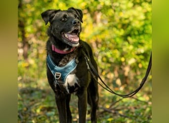 liebenswerter Oreo sucht klare Menschen