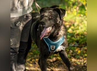 verschmuster, kluger Oreo wünscht sich ein stabiles Zuhause