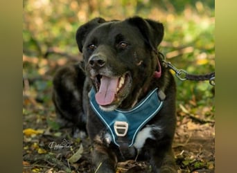 liebenswerter Oreo sucht klare Menschen