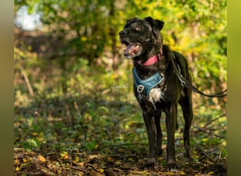 liebenswerter Oreo sucht klare Menschen