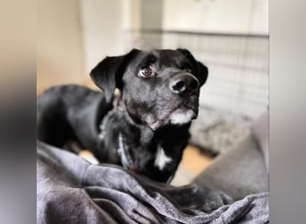 Schmusebär Oreo sucht seine Familie